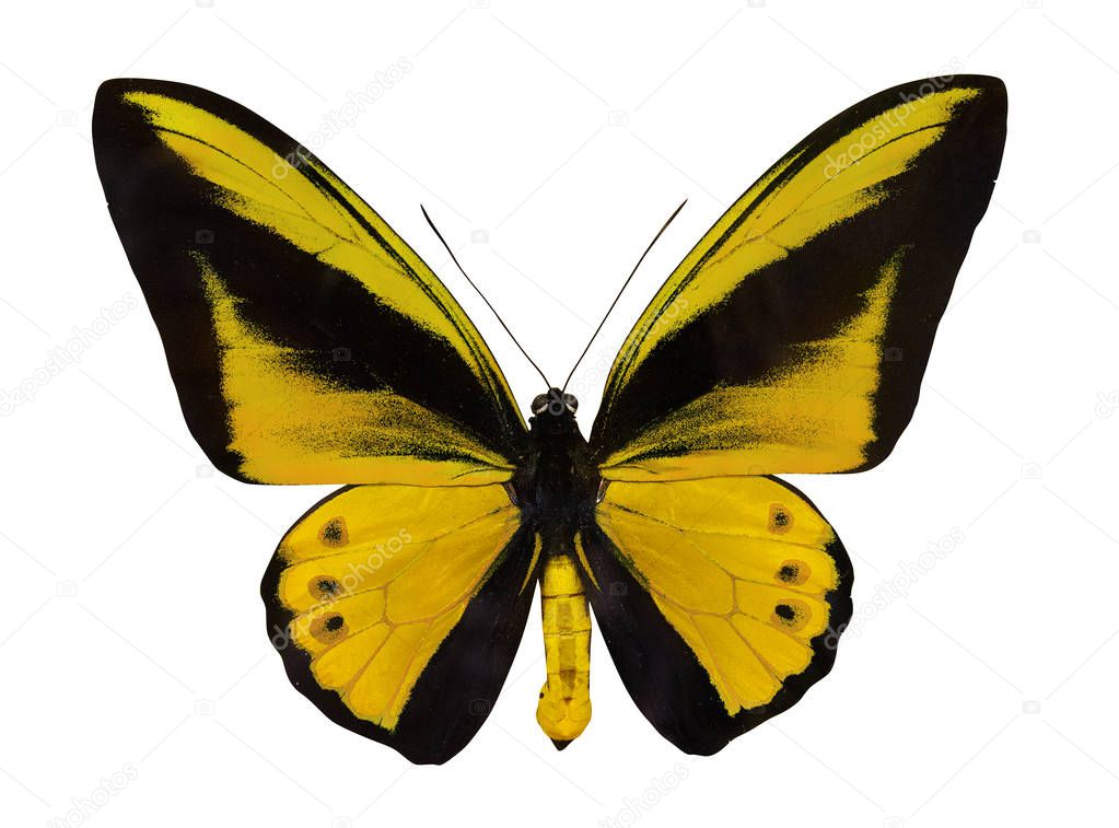 macro photo of yellow butterfly isolated on white background