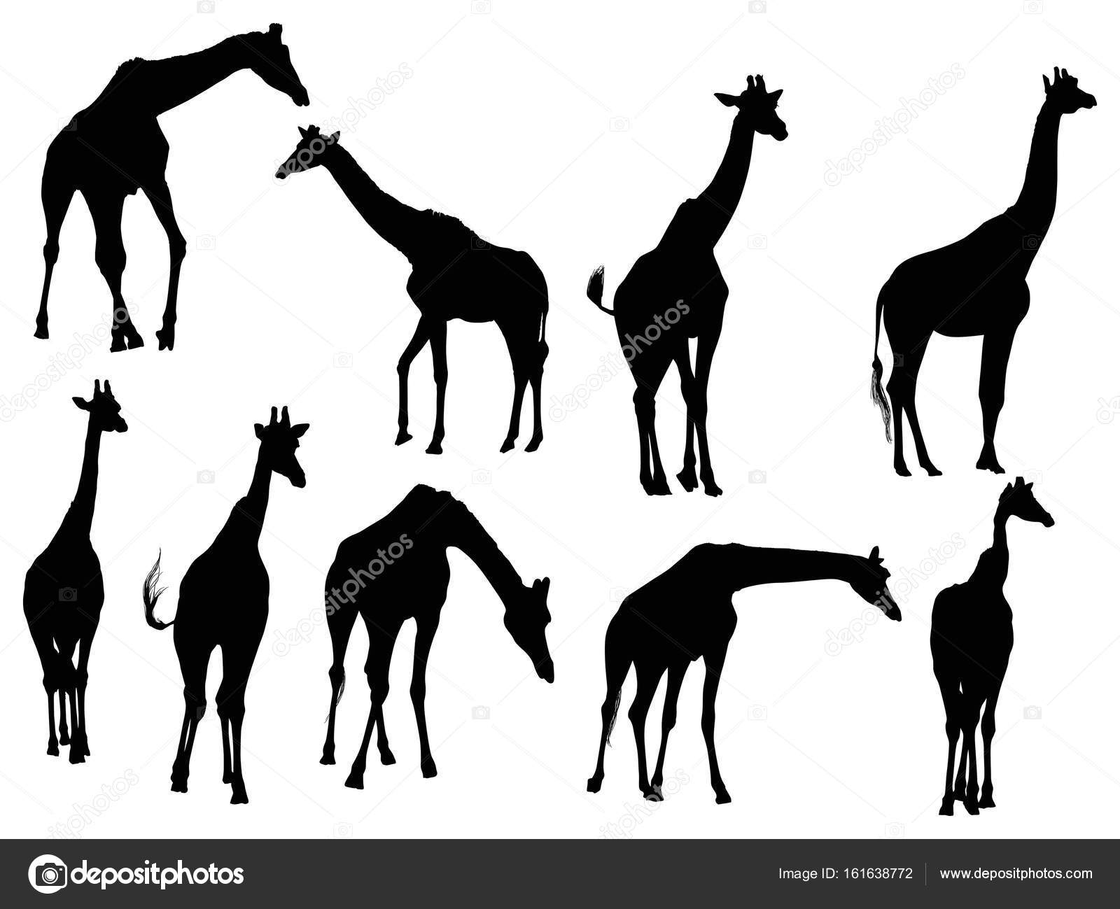 Download Nine giraffe silhouettes isolated on white — Stock Vector ...