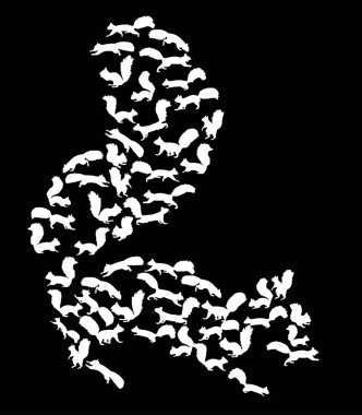 karmaşık sincap siyah izole