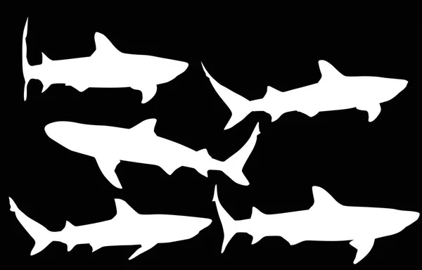 Isolated five shark white silhouettes collection — Stock Vector