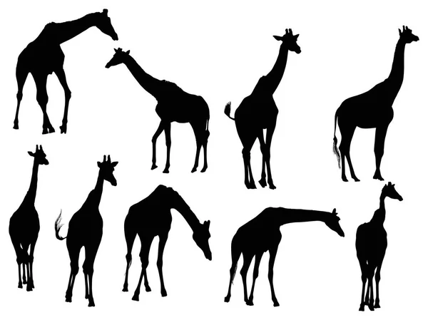 Negen giraffe silhouetten geïsoleerd op wit — Stockvector