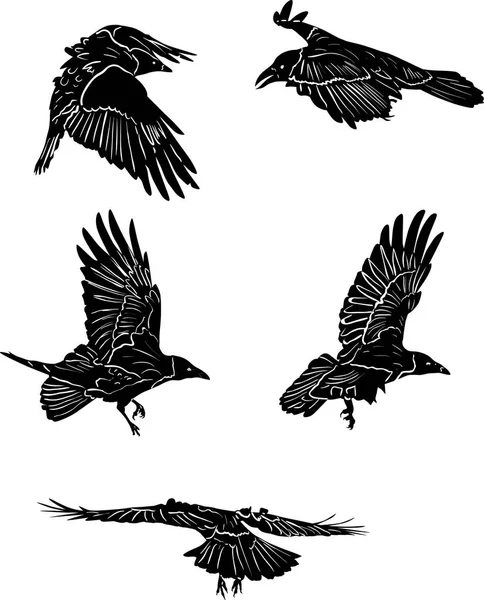 Illustration Set Five Crow Silhouettes Isolated White Background — Stock Vector
