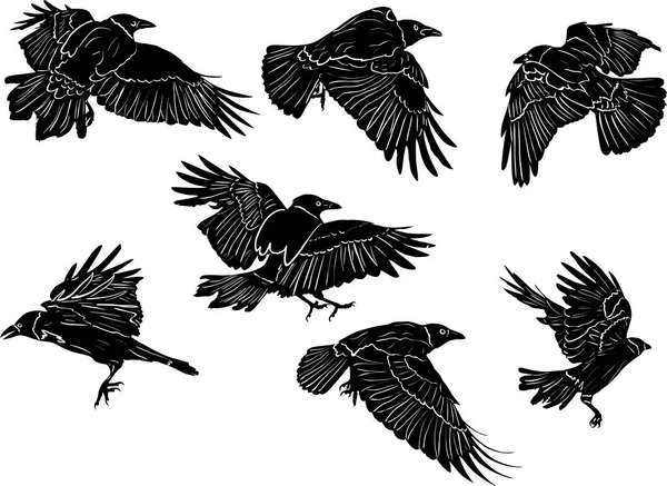 Conjunto de siete crows negros aislados bocetos — Vector de stock