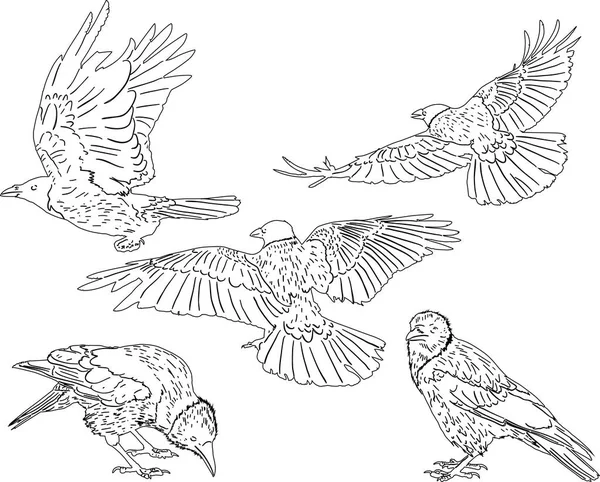 Serie di cinque corvi isolati schizzi — Vettoriale Stock