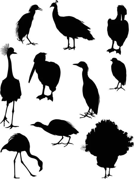 Illustration Avec Différentes Silhouettes Oiseaux — Image vectorielle