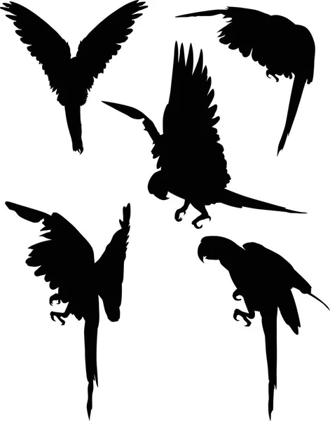 Illust Kolekcją Sylwetek Papugi Izolowane Białym Tle — Wektor stockowy