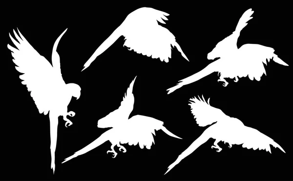 Vijf witte Ara silhouetten collectie — Stockvector