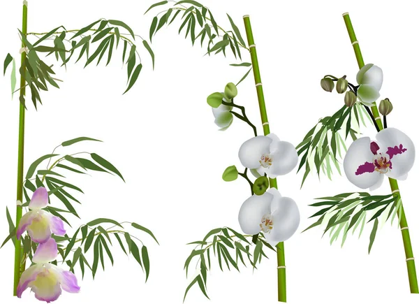 Green bamboo and orchids collection isolated on white — Stock Vector