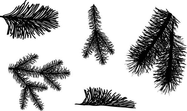 Rami di pino nero e abete isolati su bianco — Vettoriale Stock