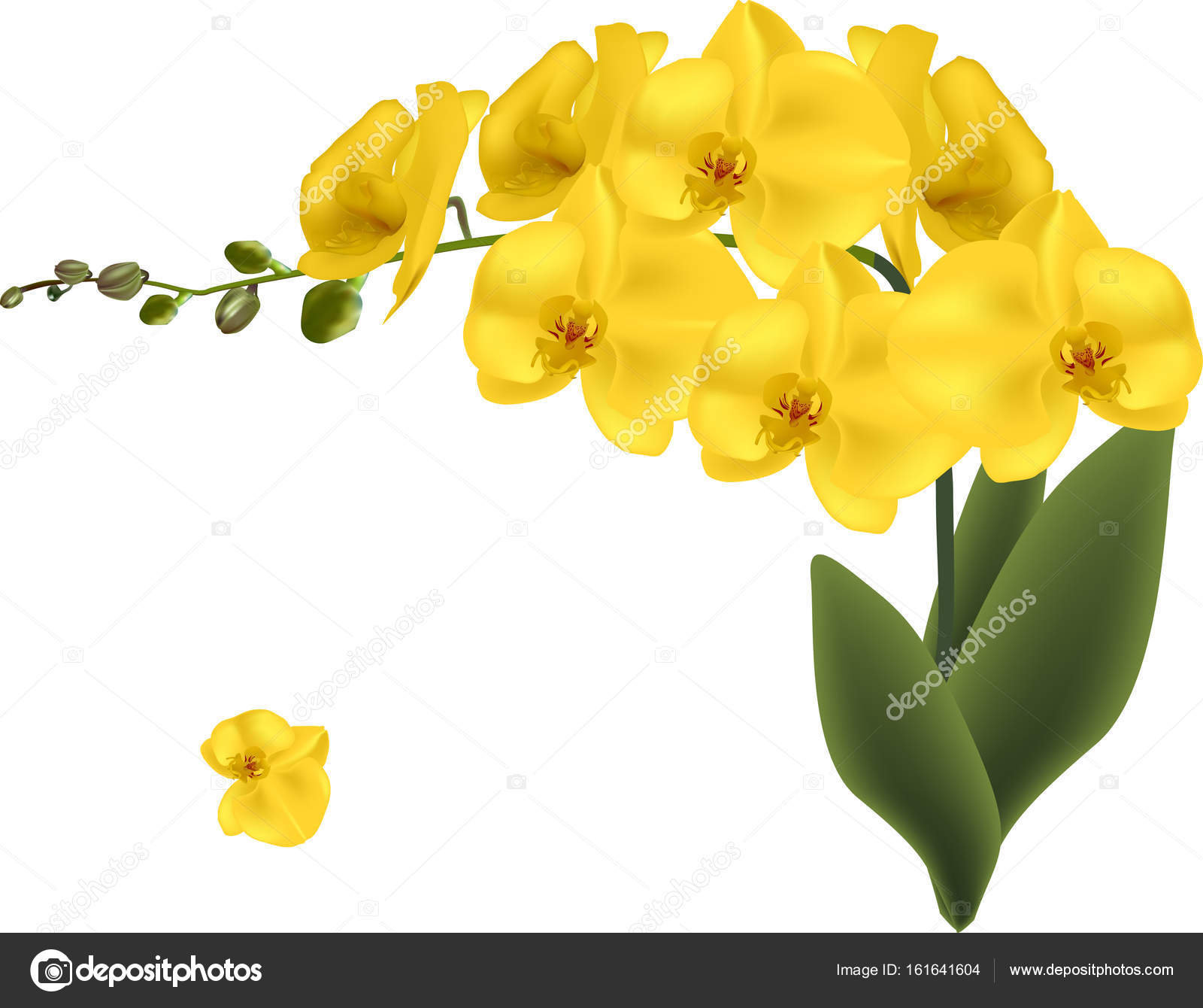 Flores de orquídea de ouro isoladas em branco imagem vetorial de © Dr.PAS  #161641604