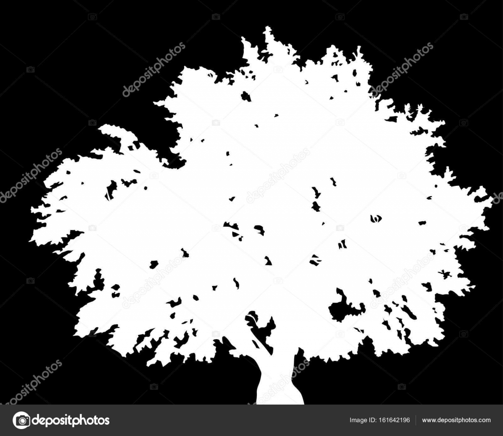 Pictures White Oak Tree Large White Oak Tree Silhouette On Black Stock Vector C Dr Pas Pictures White Oak Tree Large White Oak Tree Silhouette On Black Stock Vector C Dr Pas