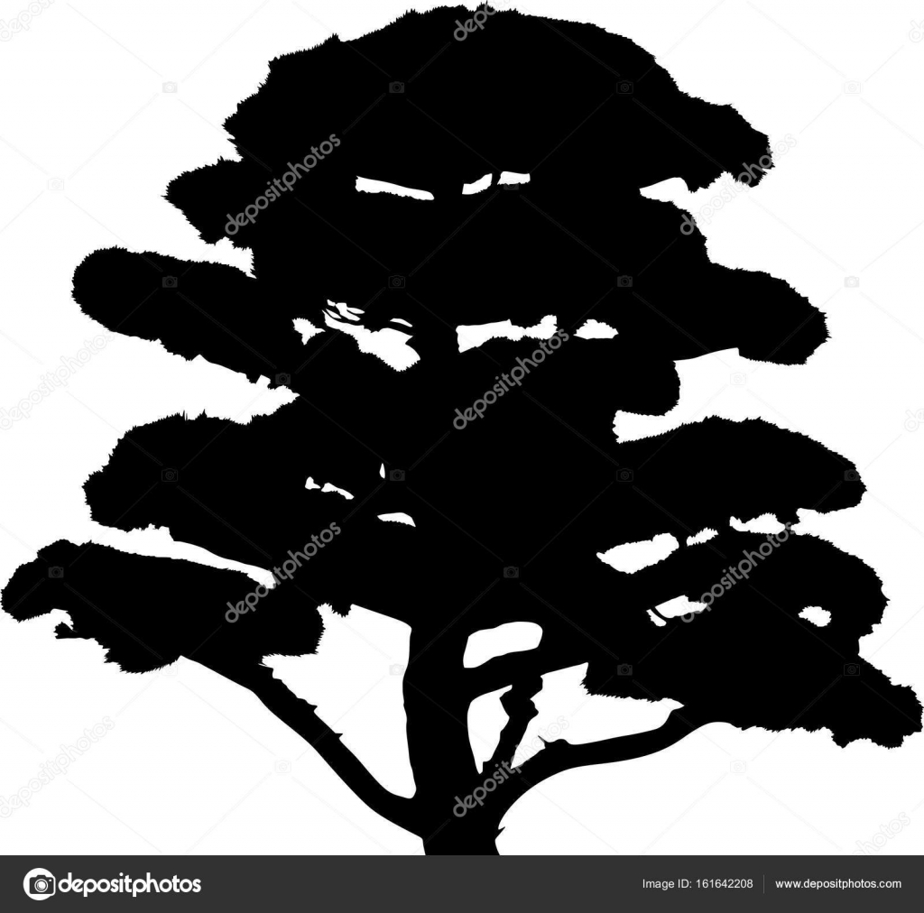 Bonsai Pine Tree Black Silhouette Illustration Vector Image By C Dr Pas Vector Stock Bonsai Pine Tree Black Silhouette Illustration Vector Image By C Dr Pas Vector Stock