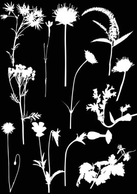 on iki vahşi beyaz çiçekler siluet siyah