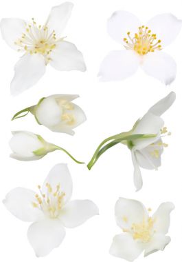 illüstrasyon izole beyaz jasmin ile toplama çiçek açar.