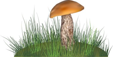 çimenlerin üzerinde beyaz turuncu kap mantar