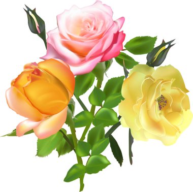 Üç izole açık renk gül demet