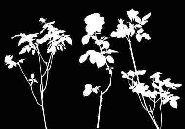 üç beyaz gül şube siyah izole