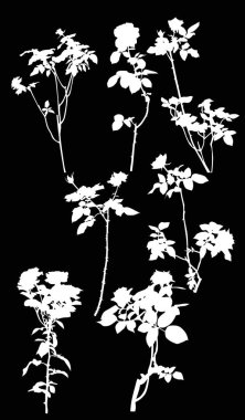 siyah izole yedi beyaz gül çiçek