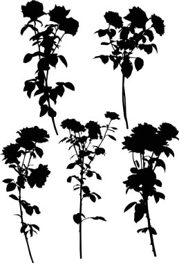 beş siyah gül dalları üzerinde beyaz izole