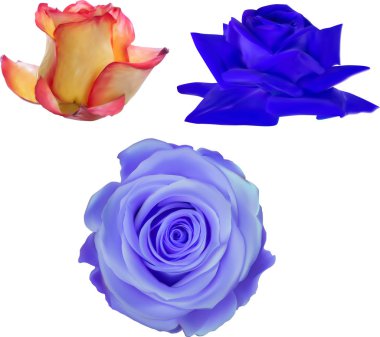 illüstrasyon izole üç gül blooms ile