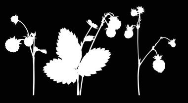 Üç yabani çilek şube siluet siyah set