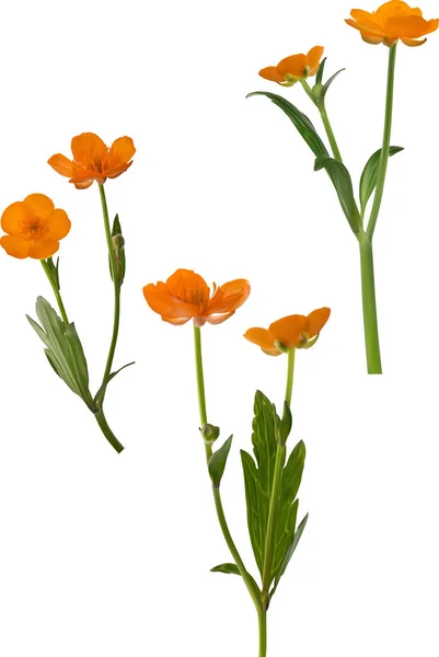 Conjunto de tres flores de buttercup anaranjadas aisladas en blanco — Vector de stock