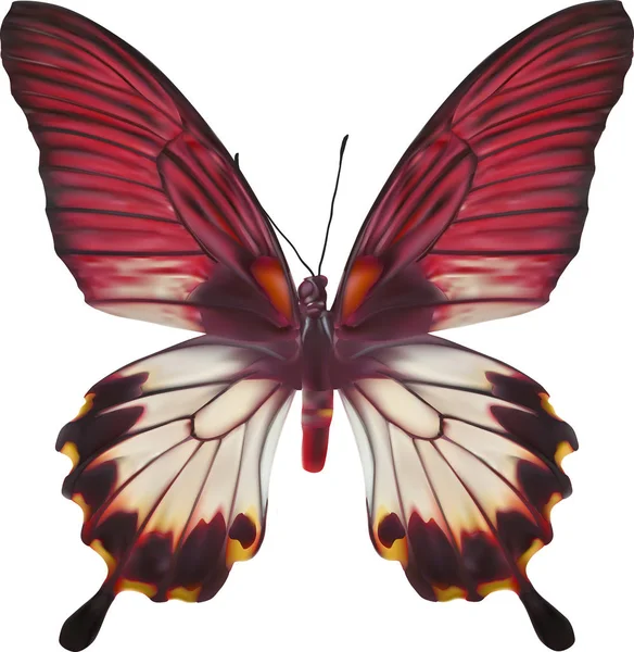 分離のトロピカル ピンクと白の蝶の図 — ストックベクタ