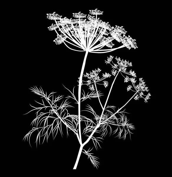 White dill blossom isolated on black — Stock Vector