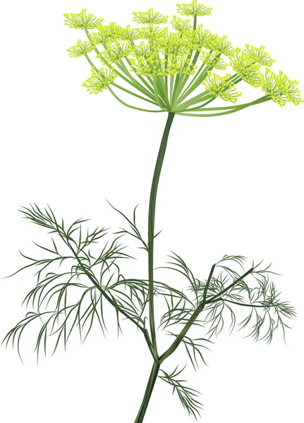 Green dill blossom isolated on white — Stock Vector