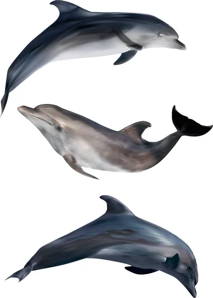 Tres delfines grises aislados en blanco — Vector de stock