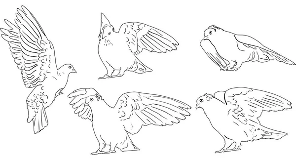 Illustration Avec Des Croquis Pigeons Isolés Sur Fond Blanc — Image vectorielle