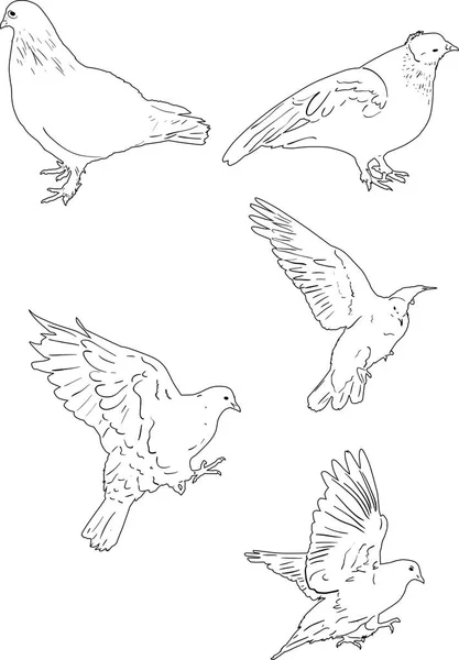 Пять белых голубей изолированные наброски — стоковый вектор
