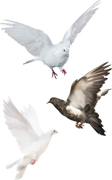 Tres palomas aisladas sobre ilustración blanca — Archivo Imágenes Vectoriales