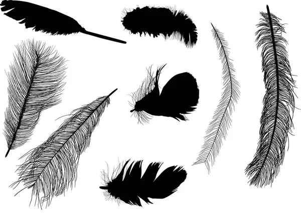 Восемь силуэтов перьев, изолированных на белом — стоковый вектор