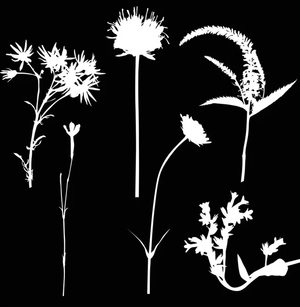 Six white wild flowers on black illustration — Stock Vector