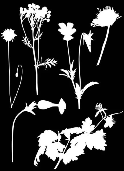 Seis siluetas de flores blancas silvestres en negro — Vector de stock