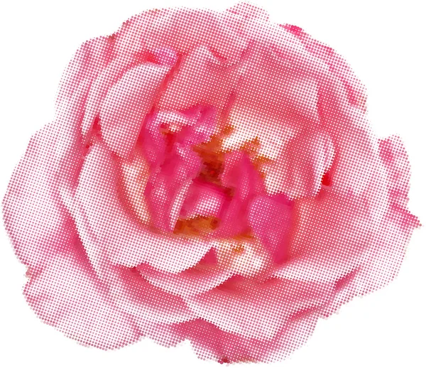 Розовый силуэт из розовых точек, выделенных на белом — стоковый вектор