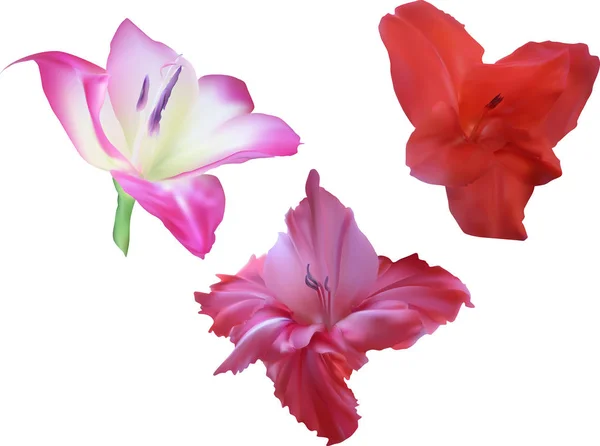 Tre fioriture gladiolus isolate su bianco — Vettoriale Stock