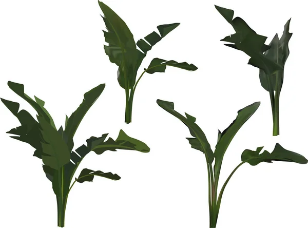 Quattro mazzi di foglie di banana verde su bianco — Vettoriale Stock