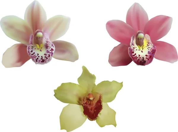 Drei isolierte Orchideenblüten Sammlung — Stockvektor