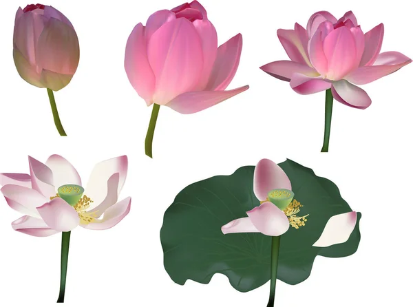 Five pink  lotus flowers isolated on white — Stock Vector