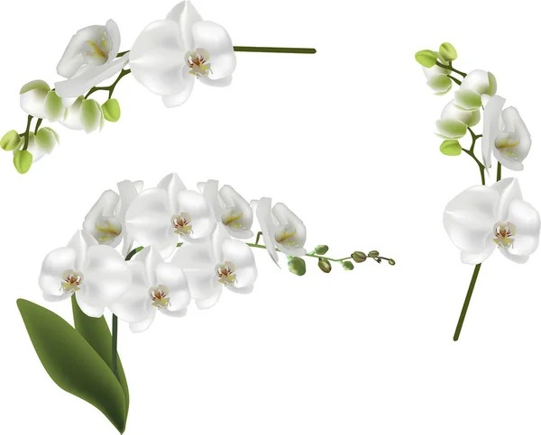 Serie di grandi fiori bianchi isolati del orchid — Vettoriale Stock