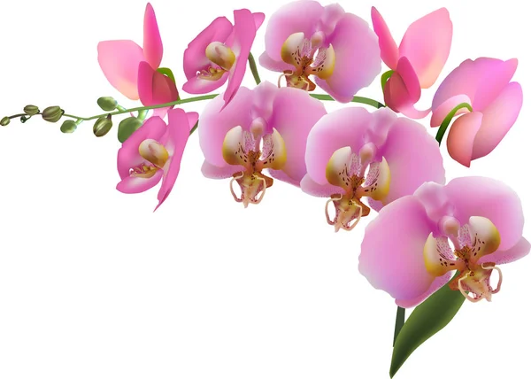 9 ピンク花と蘭の枝 — ストックベクタ