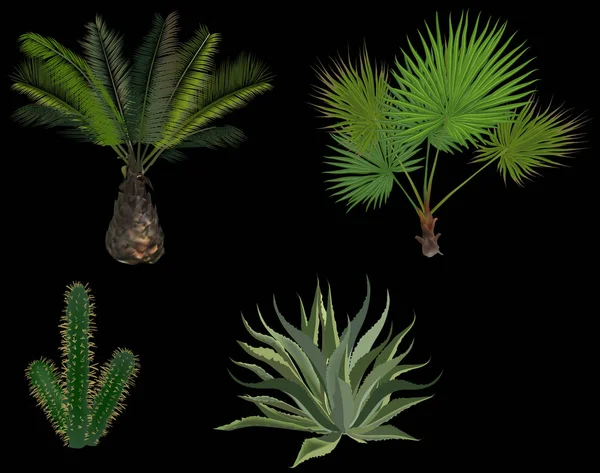 Zelené palmy a kaktusy, samostatný na černém — Stockový vektor