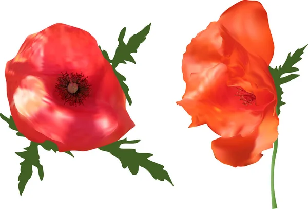 Világos két poppy flowers elszigetelt fehér — Stock Vector