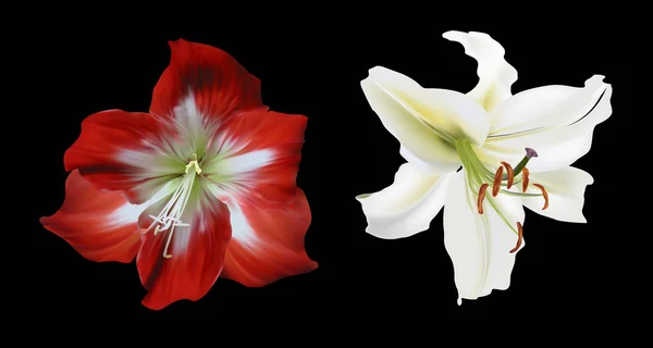 Two amaryllis flowers isolated on black — Stock Vector