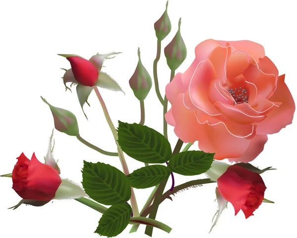 Mawar merah muda dan tiga tunas terisolasi pada putih - Stok Vektor