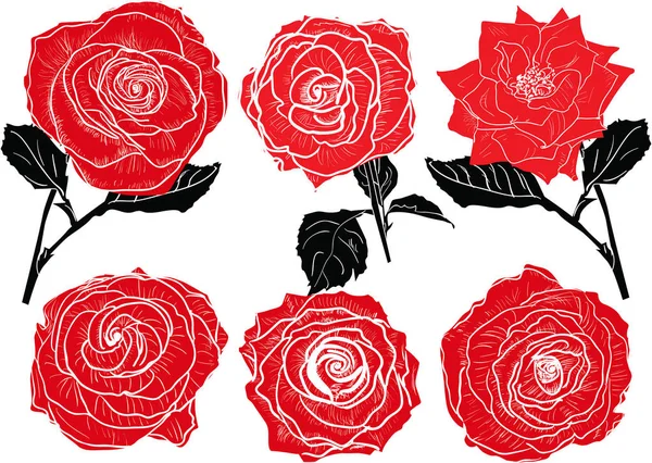 Seis rosas rojas bosquejos colección en blanco — Vector de stock