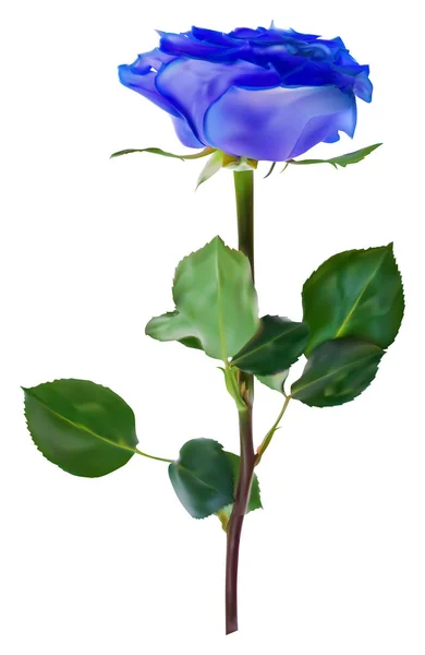 Isolierte blaue Rose Blume Illustration — Stockvektor