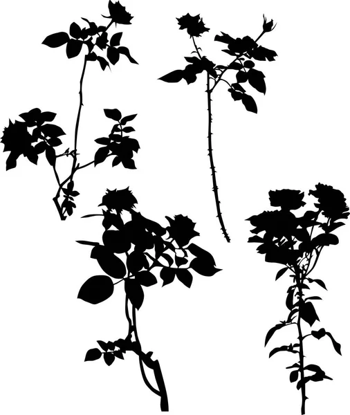 4 つの黒いバラの枝を白で隔離 — ストックベクタ